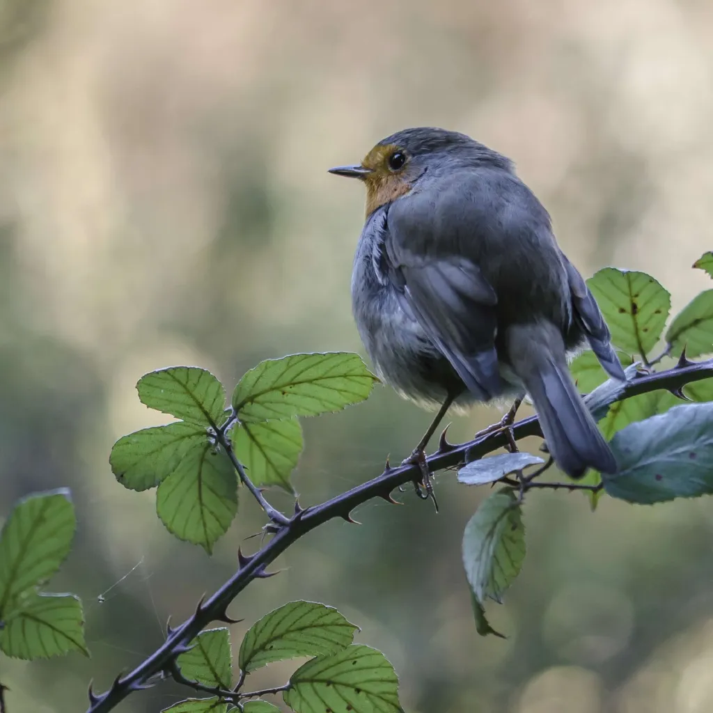 Fotografia naturalistica