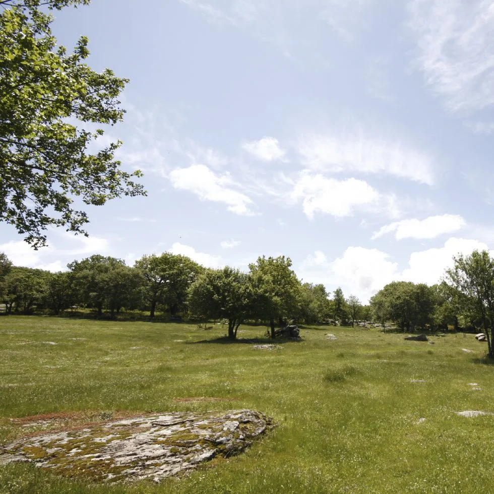 Picnic degli orsacchiotti