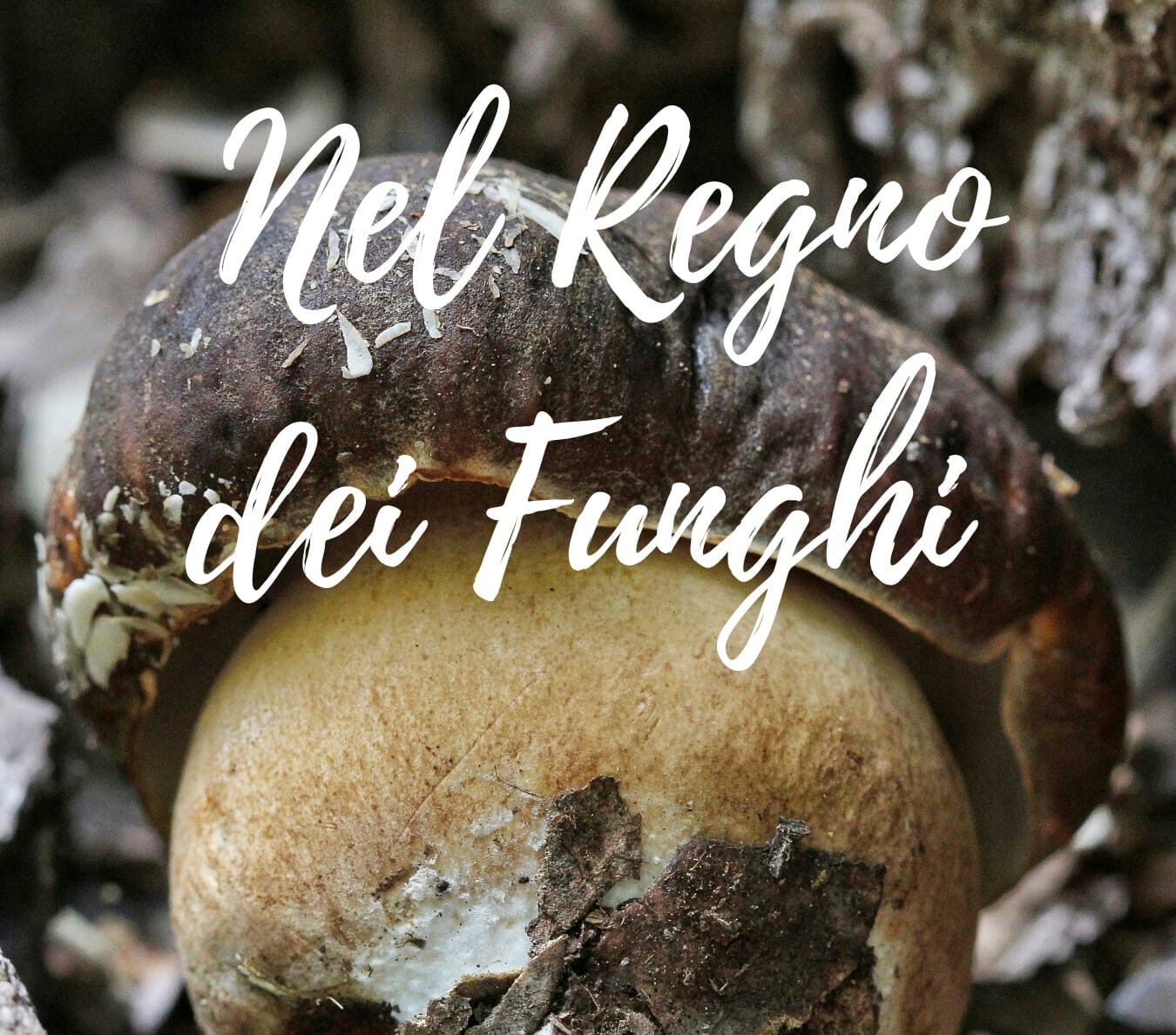 Nel Regno dei Funghi
