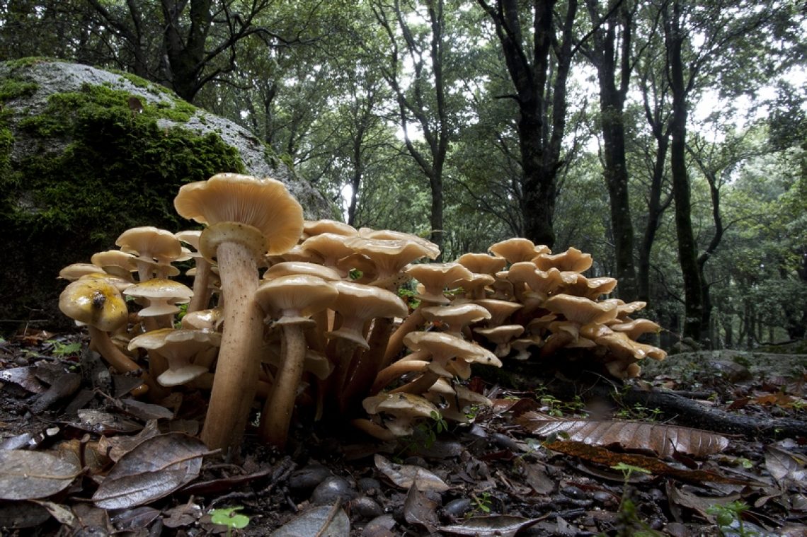 Armillaria mellea_Photo R.Brotzu2 rid.tif