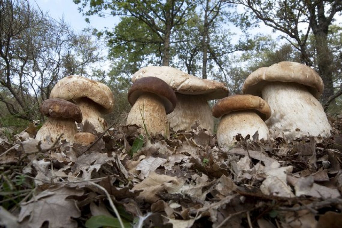 Boletus Edulis foto Brotzu