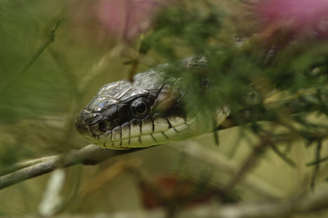 CC2 Snake 12