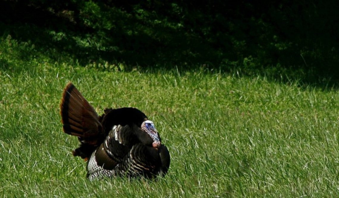 CCTurkey5rid 12