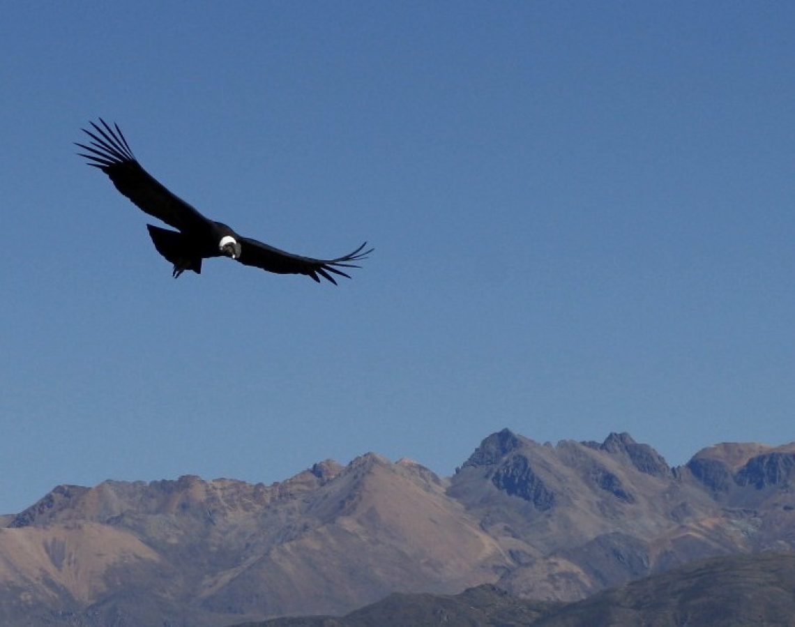 Condor A