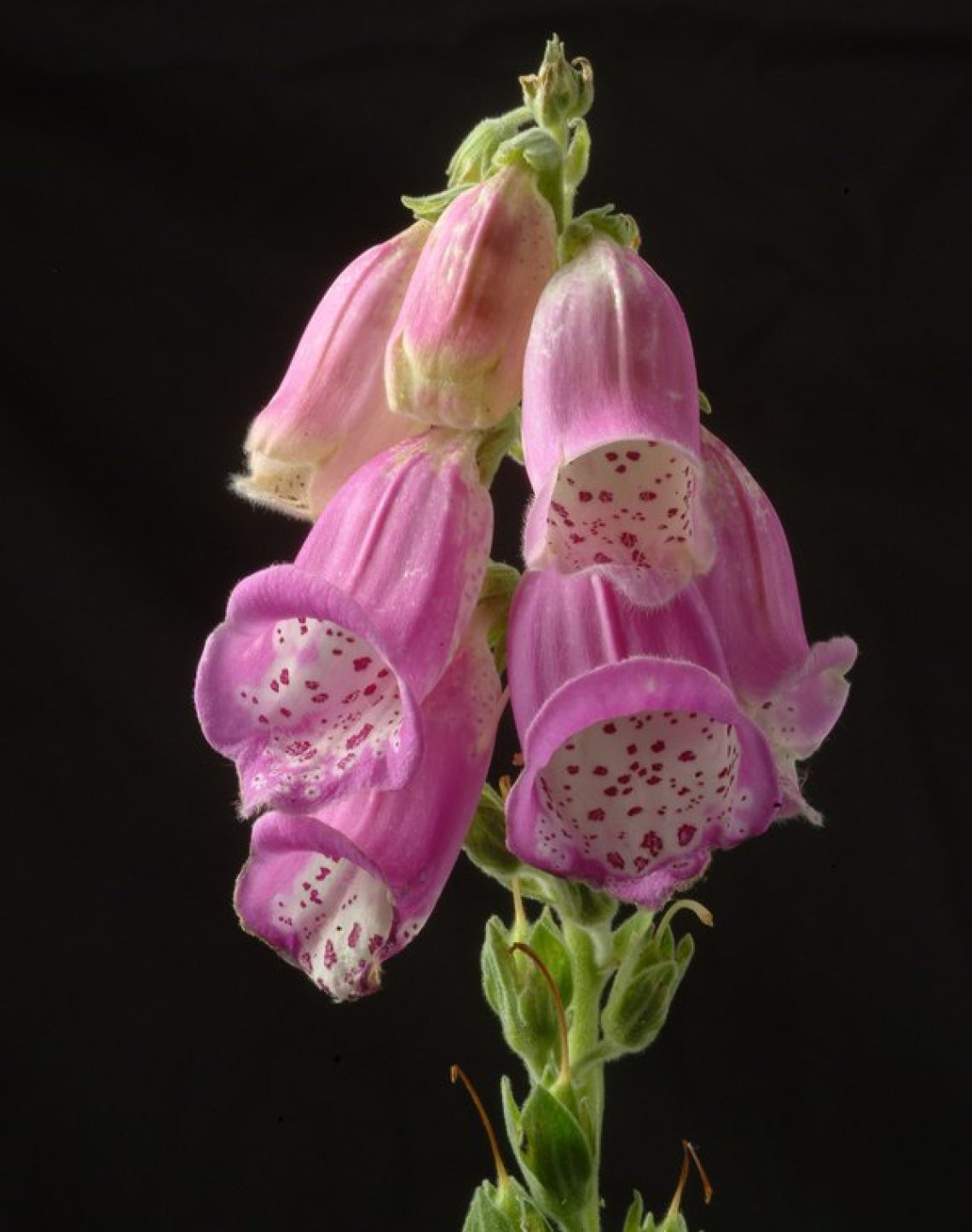 Digitalis purpurea rid