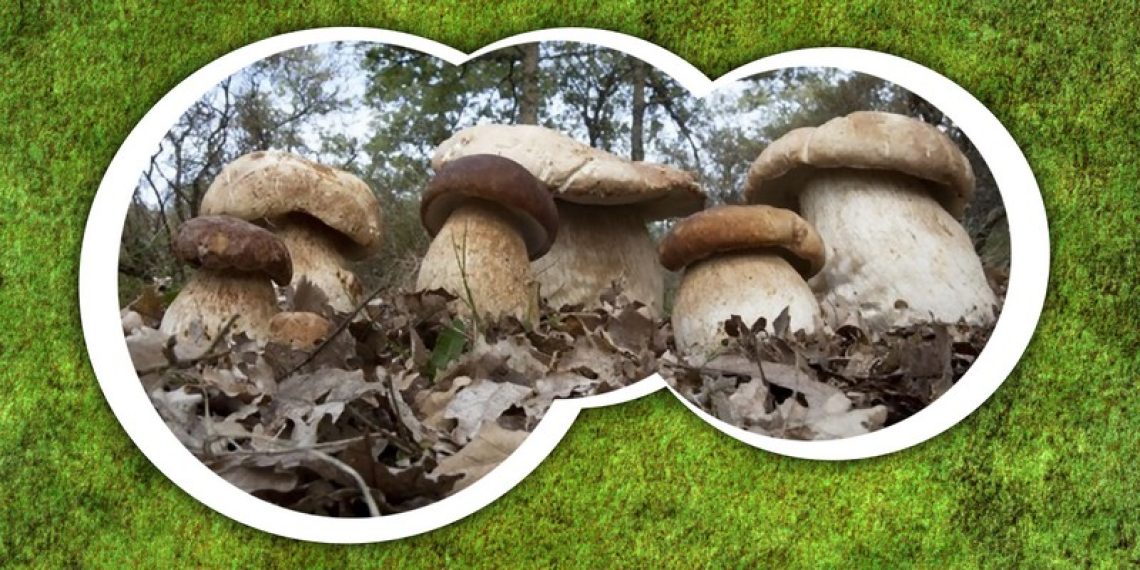 Funghi_Sito_crop_b rid