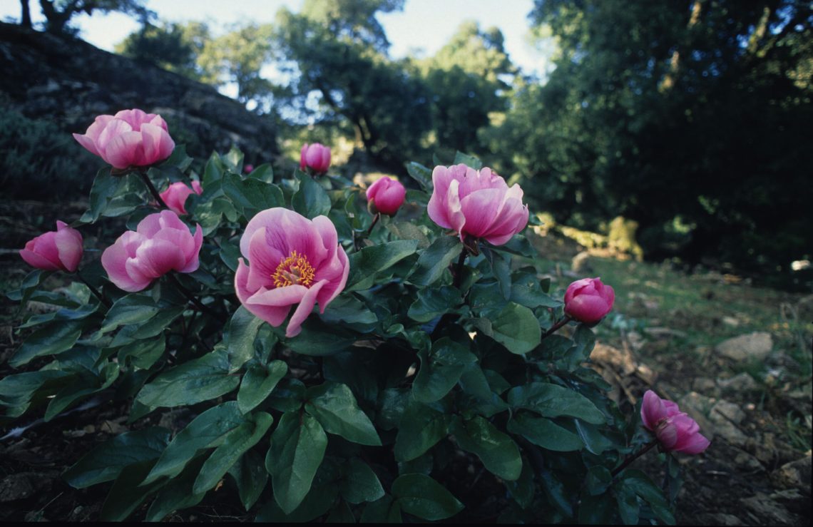 Paeonia morisii_