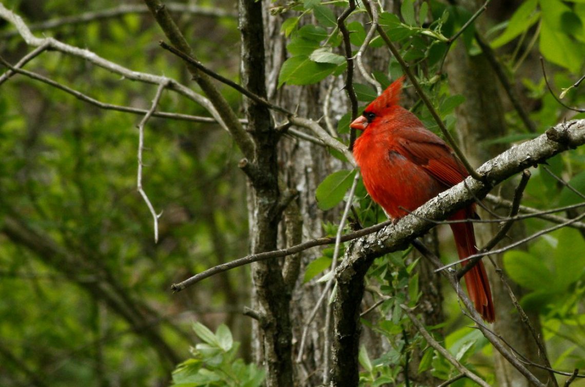 The Cardinal